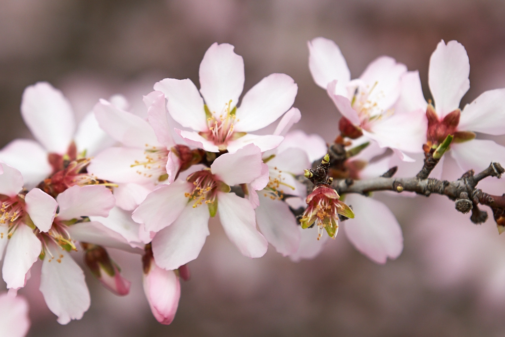 Beautiful Blooms Highlighted in Almond Photo Contest